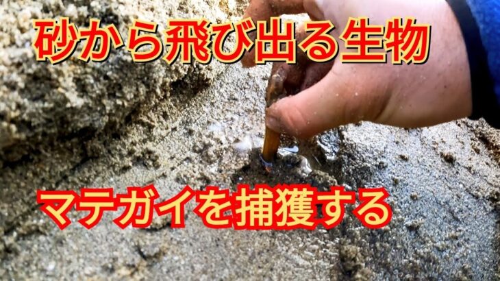 【香川県】モクズガニ・マテガイを捕獲する