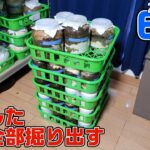 ６月に羽化してきた生体全部掘り出したら過去最高記録が出現した