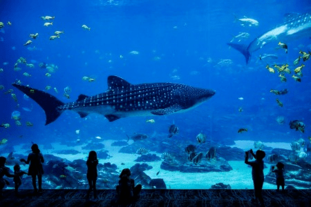 女友達「水族館行きたい」 ワイ「行くか〜(あれっ急におらんくなった！？)」 →