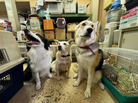神奈川県警「救ったはずの犬猫110匹のうち、約80匹の行方がわからなくなっちゃった」