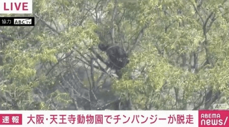 【速報】天王寺動物園でチンパンジー脱走、新世界のおっさん達と激闘へ  40代獣医さんは顔を噛まれた模様