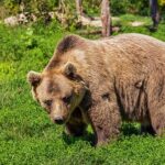 北海道の民、ヒグマの恐怖に耐性がつきすぎ問題ｗｗｗｗｗ