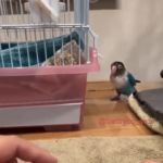 【動画】鳥さん、他の子が可愛がられてるのを見て嫉妬してしまう