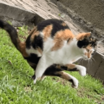【動画】人間でも難しい器用なポーズでう●こをする猫が発見されるｗｗｗ