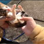 【動画】YouTuber、海で釣りをしていたところ偶然にも海面に浮かんでいる子猫を発見、救助し71万再生