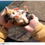【速報】海で溺れてる猫を偶然救助したYouTuber、緊急進展！ノーカット動画と証拠になるレシート等！
