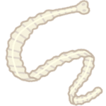 【寄生虫】ヘビの体内にいる寄生虫、女性の脳から生きた状態で摘出！８センチ、哺乳類で初の発見