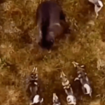 【動画】クマさん、野犬に集団リンチされ逃走してしまう…