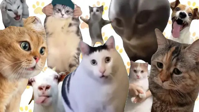 【朗報】猫ミームで1番好きな猫、ついに決まる