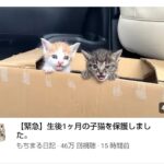 【朗報】もちまる日記さん、生後1ヶ月の捨て猫を2匹拾うｗｗｗｗｗｗ