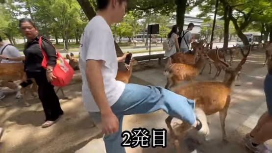 【動画】 撮影者『奈良公園のシカに蹴りを入れる中国人が酷すぎる！！』⇒ 検証した結果、中国人ではなく日本人でした・・・