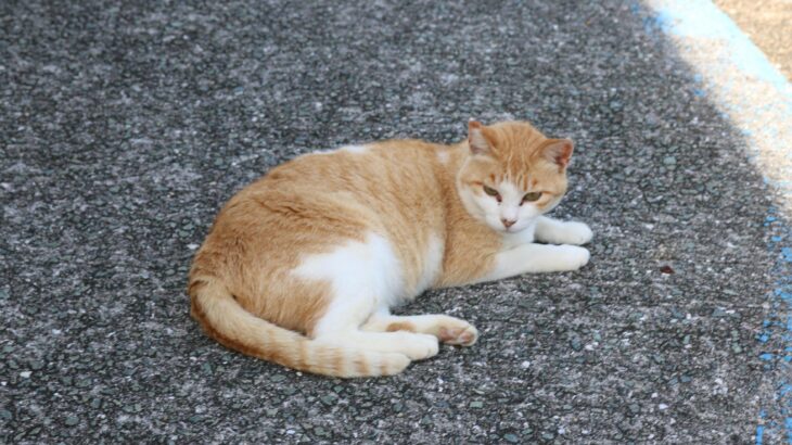 【速報】猫の島、逝きそうだと話題に。